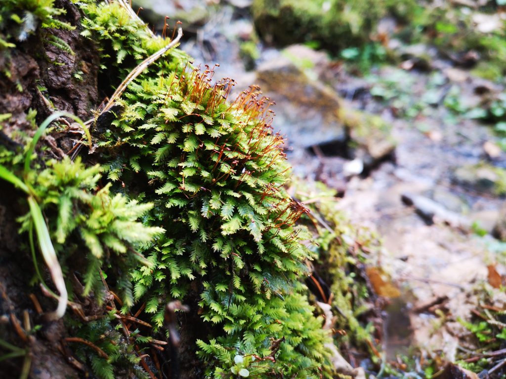 Fissidens_taxifolius_(Harmansa 2022)